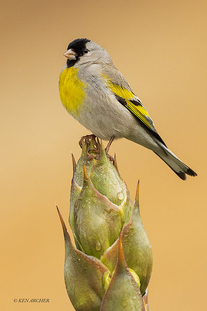 SDLG00160 - Lawrence's Goldfinch