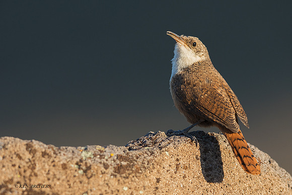CNWN00012 - Caynon Wren