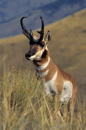 Trophy Pronghorn Antelope Buck - PHAE460623
