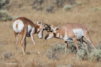 PHAE02160 - Pronghorn Antelope