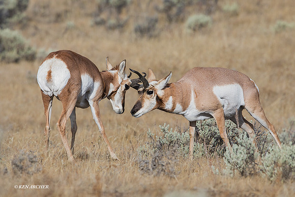 PHAE02160 - Pronghorn Antelope