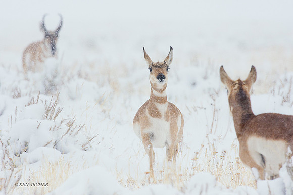 PHAE00968 - Pronghorn Antelope