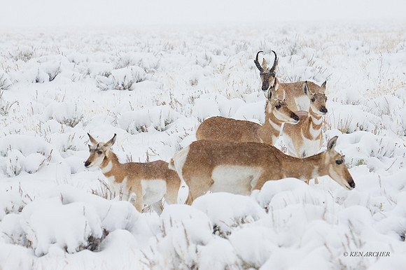 PHAE00952 - Pronghorn Antelope