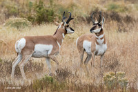 PHAE01853 - Pronghorn Antelope
