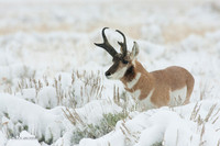 PHAE00999 - Pronghorn Antelope