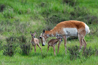 PHAB100109 - Pronghorn Antelope