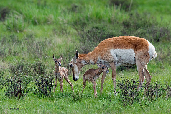 PHAB100109 - Pronghorn Antelope