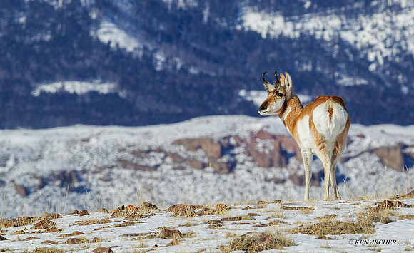 PAWR00254 - Pronghorn Antelope