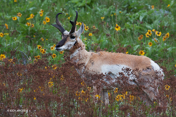 PASP00002 Pronghorn Antelope