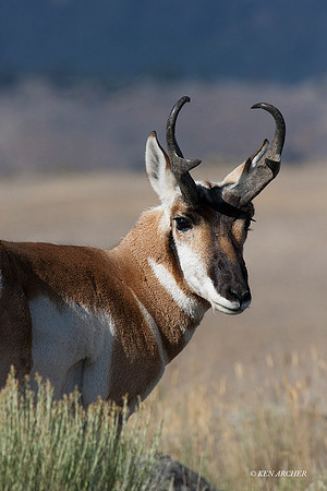 PHAE01054 - Pronghorn Antelope