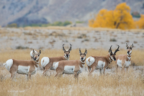 PHAE01750 - Pronghorn Antelope