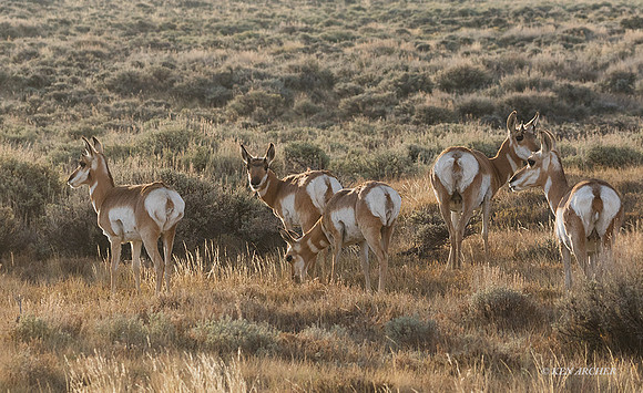 PHAE02564 - Pronghorn Antelope