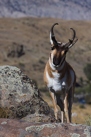 Pronghorn Antelope Buck - PHAE01110