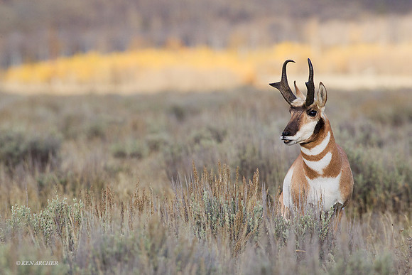 PHAE01452 - Pronghorn Antelope