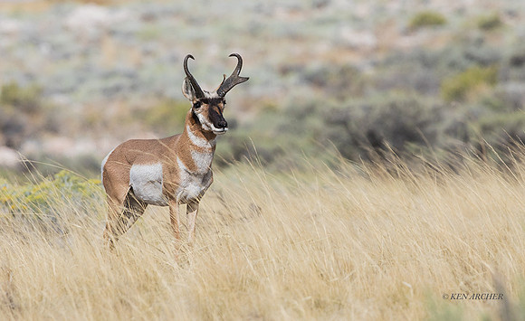 PHAE02395 - Pronghorn Antelope