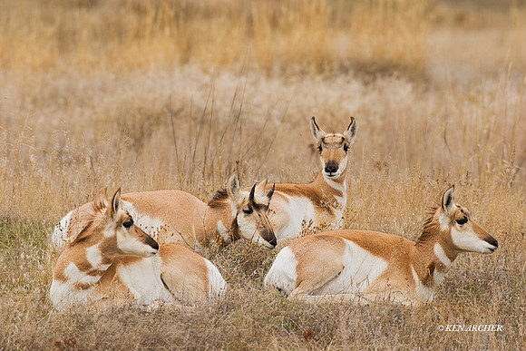 PHAE00282 - Pronghorn Antelope