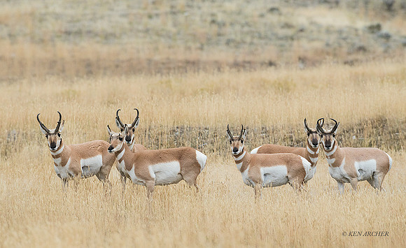 PHAE01679 - Pronghorn Antelope
