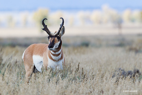 PHAE01312 - Pronghorn Antelope