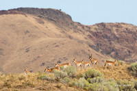 PHAE02342 - Pronghorn Antelope