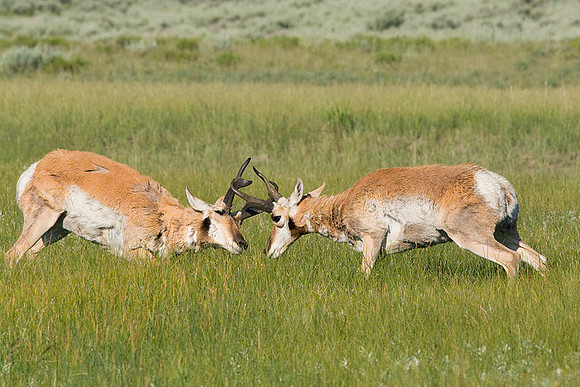 PHAE00217 Pronghorn Antelope