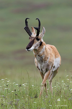 PHAE01144 - Pronghorn Antelope Buck