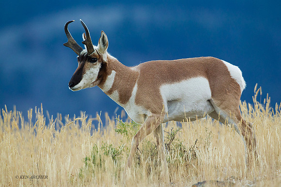 PHAE01184 - Pronghorn Antelope
