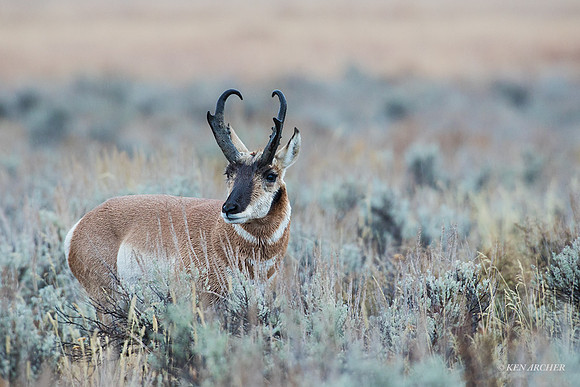 PHAE01713 - Pronghorn Antelope