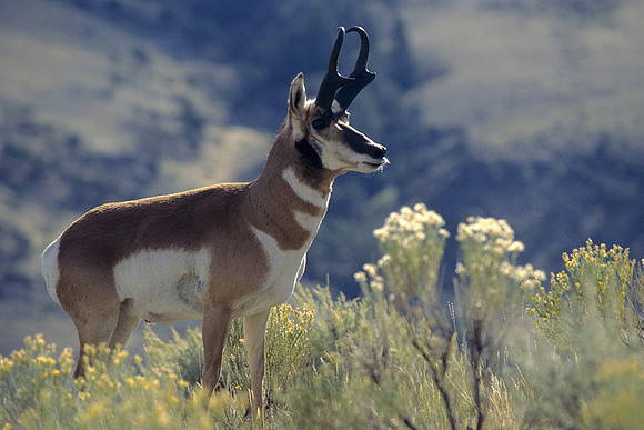 PNAE460634 Pronghorn Antelope Buck