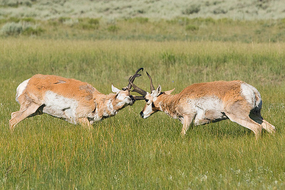 PHAE00216 Pronghorn Antelope
