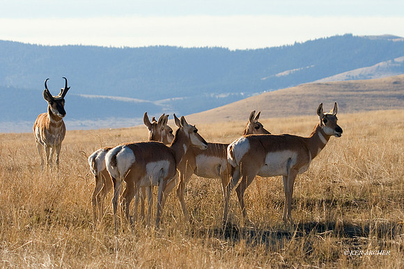 PHAE00027 - Pronghorn Antelope