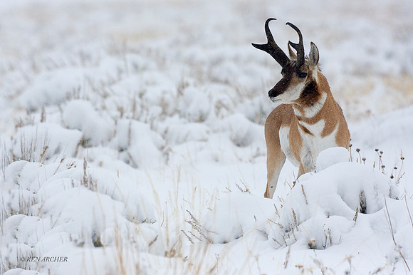 PHAE00983 - Pronghorn Antelope
