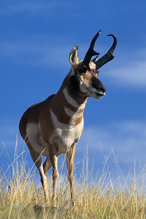 Pronghorn Antelope Buck - PNAE460554
