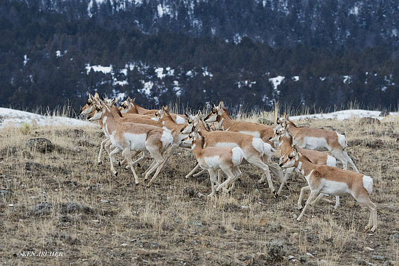 PAWR00204 - Pronghorn Antelope