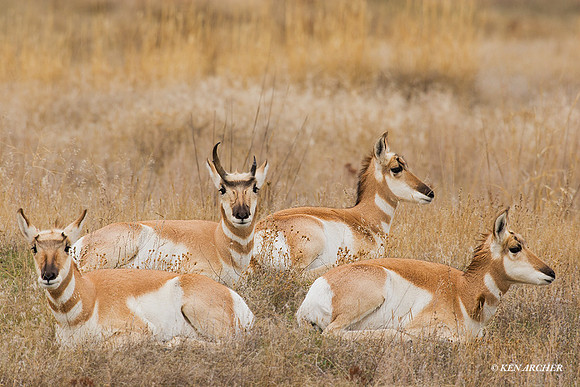 PHAE00278 - Pronghorn Antelope