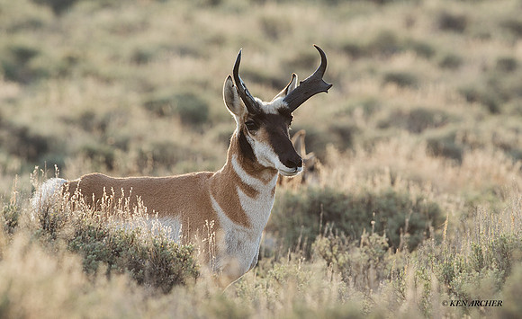 PHAE02512 - Pronghorn Antelope