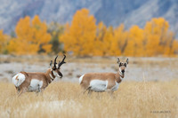 PHAE01769 - Pronghorn Antelope