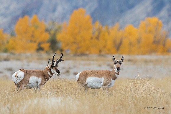 PHAE01769 - Pronghorn Antelope