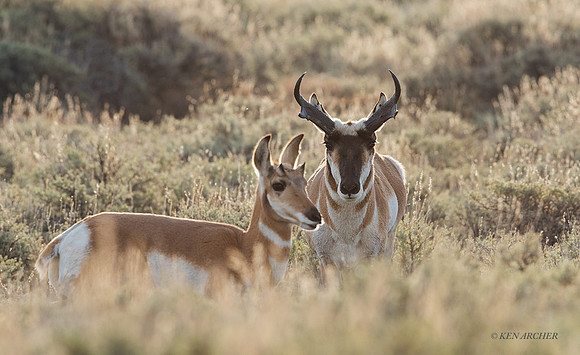 PHAE02510 - Pronghorn Antelope