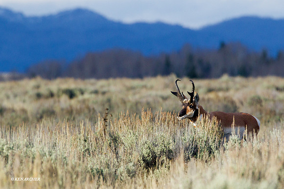 PHAE01390 - Pronghorn Antelope