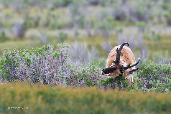 PASP00215 - Pronghorn Antelope