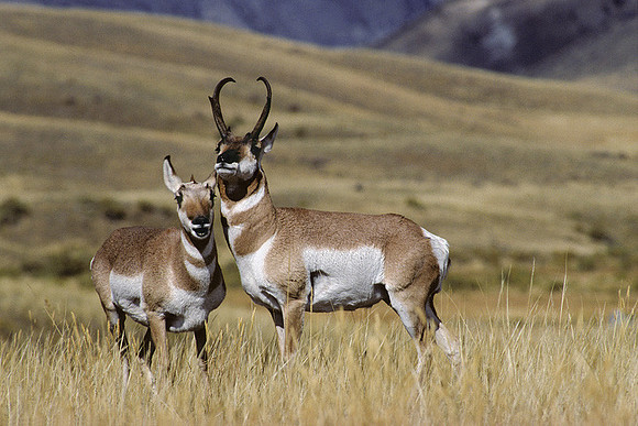 PNAE460377 Pronghorn Antelope Buck courting Doe