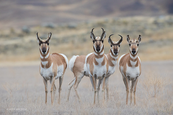 PHAE01654 - Pronghorn Antelope