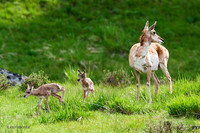 PHAD00051 - Pronghorn Antelope