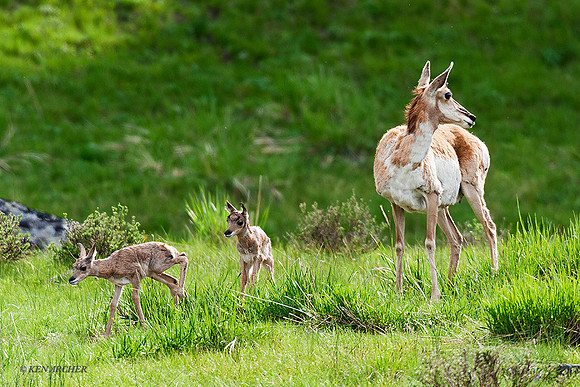 PHAD00051 - Pronghorn Antelope