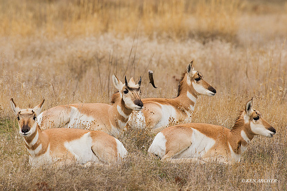 PHAE00280 - Pronghorn Antelope