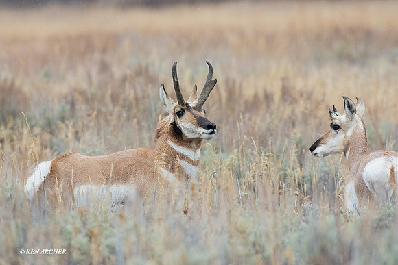 PHAE01794 - Pronghorn Antelope