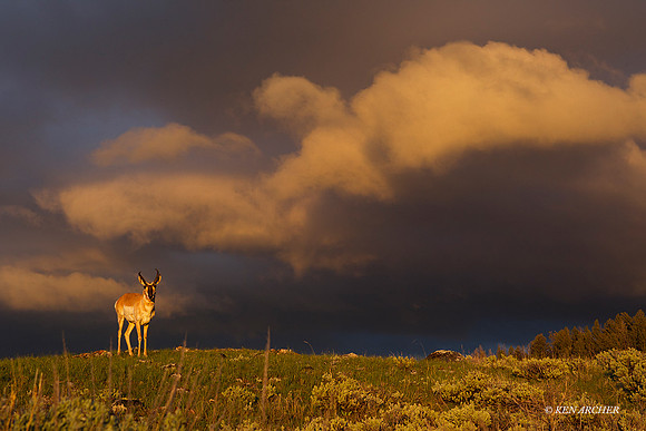 PASP00063 - Pronghorn Antelope