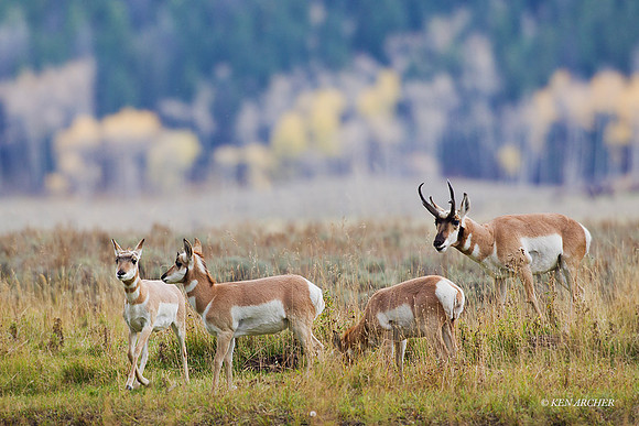 PHAE01242 - Pronghorn Antelope