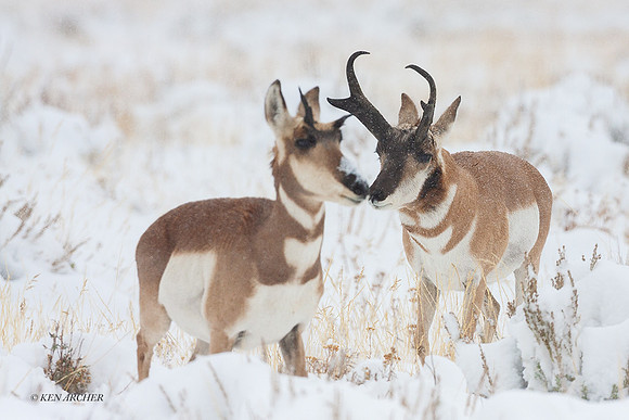 PHAE00994 - Pronghorn Antelope