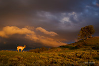 PASP00067 - Pronghorn Antelope